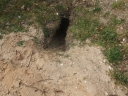 010_Terrier_de_renard_-_Sortie_223_-_Ndeg_014.jpg