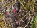 020_Petite_oseille_-_Rumex_acetosella_-_Sortie_223_-_IMG_9672.jpg
