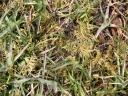 020_Thamnobryum_alopecurum_-_Sortie_223_-_Ndeg_025_-_R.jpg