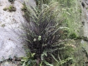 Filename=05_-_Capillaire_des_murailles_-_Asplenium_trichomanes_-_Sortie_221_-_Ndeg_030.jpg
Filesize=382KiB
Dimensions=1024x768
Date added=Sep 22, 2025 05_-_Capillaire_des_murailles_-_Asplenium_trichomanes_-_Sortie_221_-_Ndeg_030.jpg