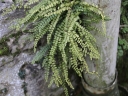 Filename=05_-_Capillaire_des_murailles_-_Asplenium_trichomanes_-_Sortie_221_-_Ndeg_032.jpg
Filesize=235KiB
Dimensions=1024x768
Date added=Sep 22, 2025 05_-_Capillaire_des_murailles_-_Asplenium_trichomanes_-_Sortie_221_-_Ndeg_032.jpg