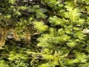 060_Plagiomnium_cuspidatum_-_Sortie_223_-_IMG_9675.jpg