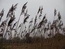 Filename=08_-_Roseau_commun_-_Phragmites_australis_-_Sortie_221_-_Ndeg_043.jpg
Filesize=245KiB
Dimensions=1024x768
Date added=Sep 22, 2025 08_-_Roseau_commun_-_Phragmites_australis_-_Sortie_221_-_Ndeg_043.jpg