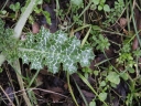 13_-_Chardon_Marie_-_Silybum_marianum_-_Sortie_221_-_Ndeg_074.jpg