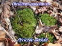 Filename=Atrichum_undulatum_-_Atrichie_ondule_-_Sortie_222_-_Ndeg_008.jpg
Filesize=263KiB
Dimensions=1440x1080
Date added=Sep 30, 2025 Atrichum_undulatum_-_Atrichie_ondule_-_Sortie_222_-_Ndeg_008.jpg