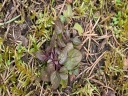 Brunelle_commune_-_Prunella_vulgaris_-_Sortie_223_-_Ndeg_156.jpg