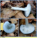 Clitocybe_anise_-_Sortie_078_-_039.jpg