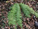 Filename=Dryopteris_affinis_-_Fougere_male_-_Sortie_222_-_Ndeg_080.jpg
Filesize=326KiB
Dimensions=1440x1080
Date added=Sep 30, 2025 Dryopteris_affinis_-_Fougere_male_-_Sortie_222_-_Ndeg_080.jpg