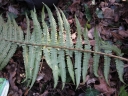 Dryopteris_affinis_-_Fougere_male_-_Sortie_222_-_Ndeg_082.jpg