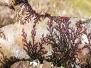 Frullania_dilatata_-CMBX5556.jpg