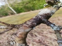 Frullania_dilatata_-__-_FRNM5090.jpg