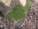 Homalothecium_sericum_-_Homalothecie_soyeuse_-_Sortie_222_-_Ndeg_020.jpg