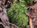 Isothecium_alopecuroides_-_Isothecie_queue-de-renard_-_Sortie_222_-_Ndeg_033.jpg