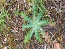 Laiteron_rude_-_Sonchus_asper_-_Sortie_223_-_Ndeg_155.jpg