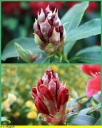 Ndeg_062_-_Rhododendron_-_Ndeg_11_615.JPG