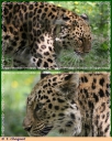 Ndeg_51_-_Asie_-_Panthere_ou_leopard_de_l_Amour_-_Panthera_pardus_orientalis_-_IMG_0439.JPG