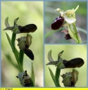 Ophrys_araignee_-_Sortie_023_-_Ndeg_13_864_-_O_4.jpg