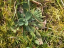 Plantain_etroid_-_Plantago_lanceolata_-_Sortie_223_-_Ndeg_150.jpg