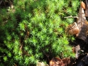 Polytrichum_formosum_-_Polytric_elegant_-_Sortie_222_-_Ndeg_017.jpg