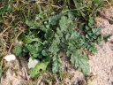 Renoncule_bulbeuse_-_Ranunculus_bulbosus_-_Sortie_223_-_Ndeg_018.jpg