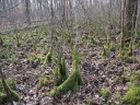 Thuidium_tamariscinum_-_Sortie_222_-_Ndeg_093.jpg