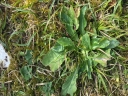 Verge_d_or_-_Solidago_virgaurea_-_Sortie_223_-_Ndeg_148.jpg