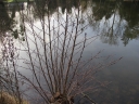 Aulne_glutineux_-_Alnus_glutinosa_-__Sortie_Ndeg_210-_Ndeg_0036_1~0.jpg