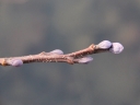 Aulne_glutineux_-_Alnus_glutinosa_-__Sortie_Ndeg_210-_Ndeg_0042_1_1~0.jpg