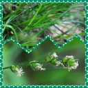 Carex_divulsa_-_Carex_divulsa_leersii_-_C85_-_Sortie_154_-_Ndeg_0017.JPG