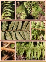 Dryopteris_ecailleux_-_Dryopteris_affinis_-_D9_-_Sortie_117_-_IMG_0127_-_Tres_rare_-_A.jpg