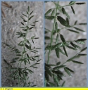 Eragrostis_faux-paturin_-_Sortie_032_-_Ndeg_13_302_-_E_13.jpg