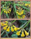 Fer_a_cheval_-_Hippocrepis_comosa_-_H16_-_Sortie_121_-_IMG_0314_-_A.jpg