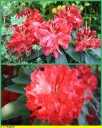 Ndeg_061_-_Rhododendron_-_Ndeg_11_614.JPG