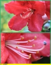 Ndeg_063_-_Rhododendron_-_Ndeg_11_617.JPG