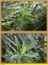 Ndeg_10_-_Euphorbe_des_marais_-_Euphorbia_palustris_-_Rare_-_IMG_0124_-_Sortie_103.JPG