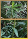 Ndeg_11_-_Euphorbe_des_marais_-_Euphorbia_palustris_-_Rare_-_IMG_0126_-_Sortie_103.JPG