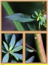 Ndeg_12_-_Euphorbe_des_marais_-_Euphorbia_palustris_-_Rare_-_IMG_0131_-_Sortie_103.JPG