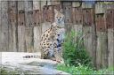 Ndeg_13_816_-_serval.JPG