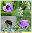 Ndeg_22_-_Insectes_-_Sortie_072.jpg