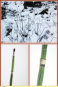 Prele_d_hiver_-_Equisetum_hyemale_-_E11_-_Sortie_114_-_IMG_0183_-_Protegee_-_A.jpg