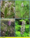 orchis_militaire_-_Sortie_022_-_Ndeg_13_857_-_O_11.jpg