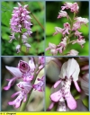 orchis_militaire_-_Sortie_022_-_Ndeg_13_858_-_O_11.jpg