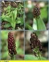 orchis_pourpre_-_Sortie_019_-_Ndeg_13_919_-_O_12.jpg